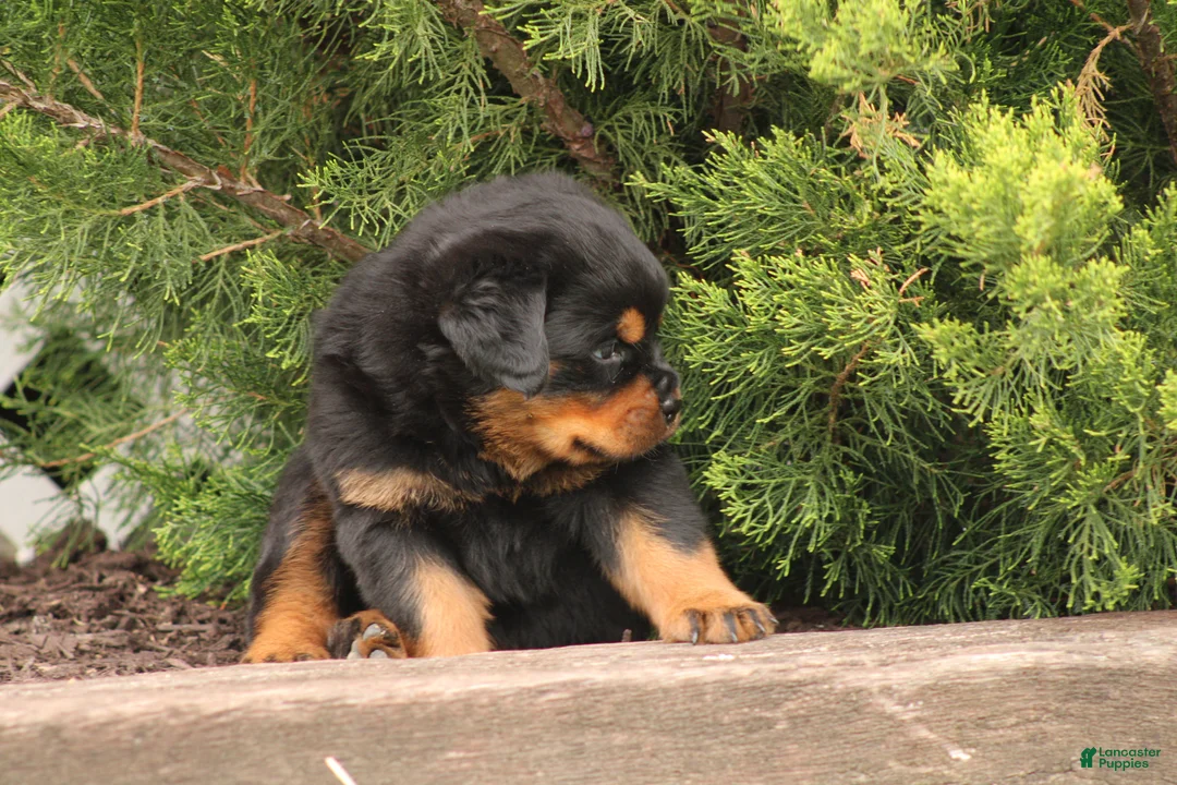 Rottweiler dogs for sale: Tate  - Ad 2