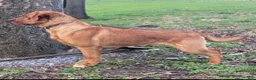 Labrador Retriever dogs for sale: Blaze - Ad 13