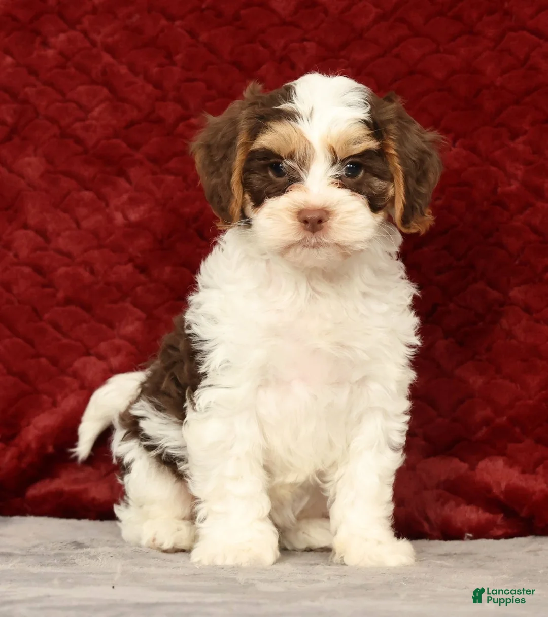 Cavapoo dogs for sale: Wendell - Ad 2