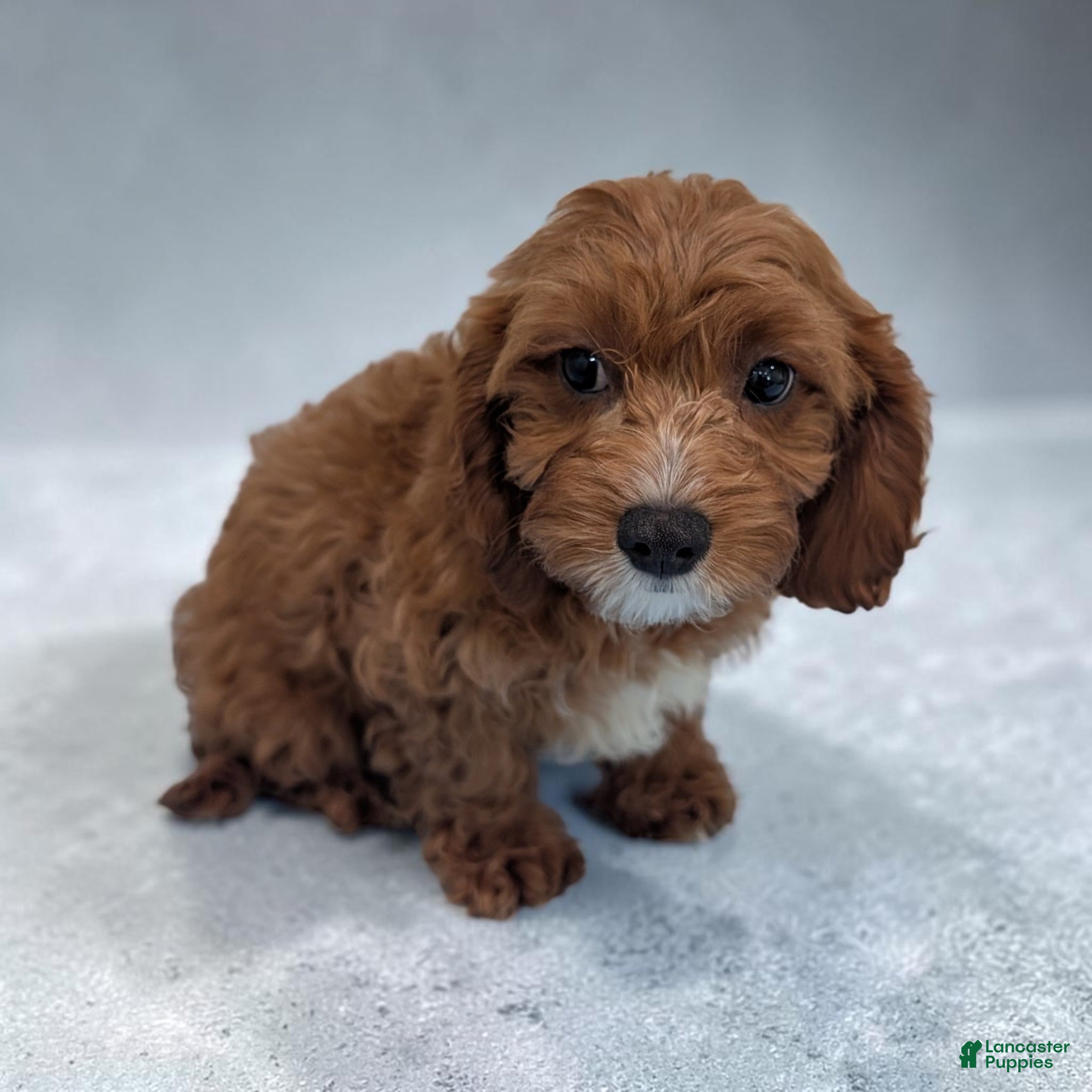 Cavapoo dogs Alex - Ad 1