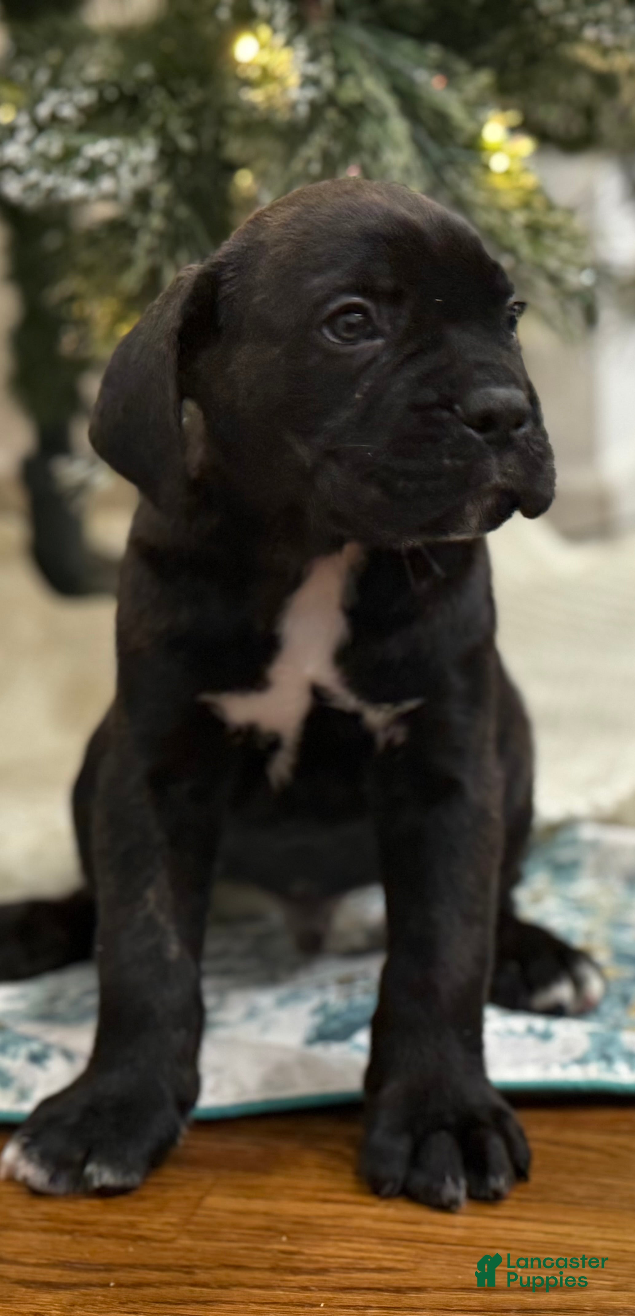 Cane Corso dogs Cash - Ad 8