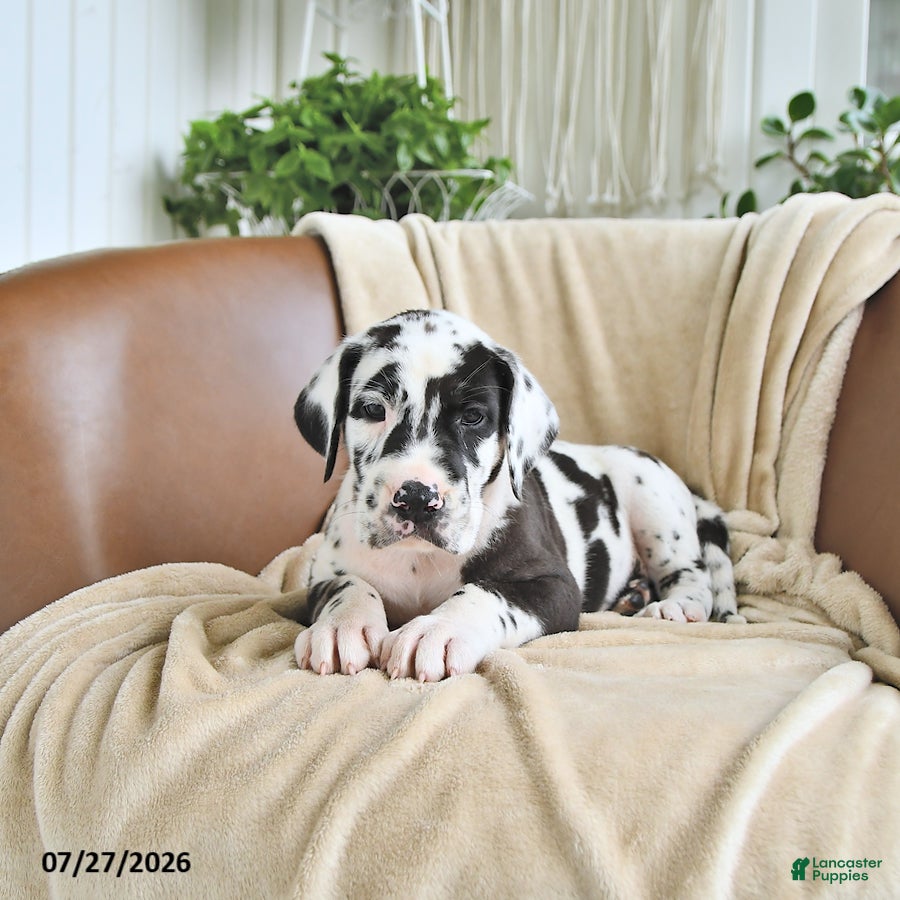 Great Dane dogs Bliss - Ad 1