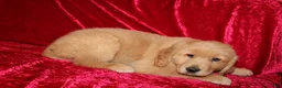 Golden Retriever dogs for sale: Golden Retriever Puppy 1 - Ad 2