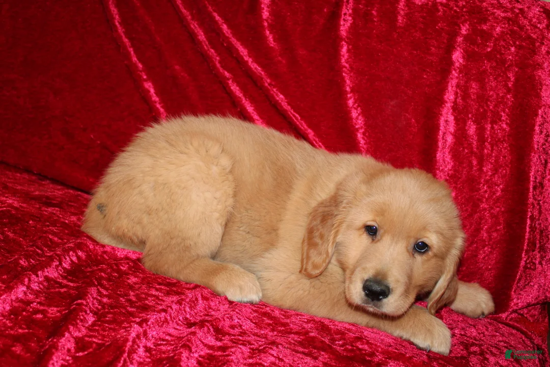 Golden Retriever dogs for sale: Golden Retriever Puppy 1 - Ad 2