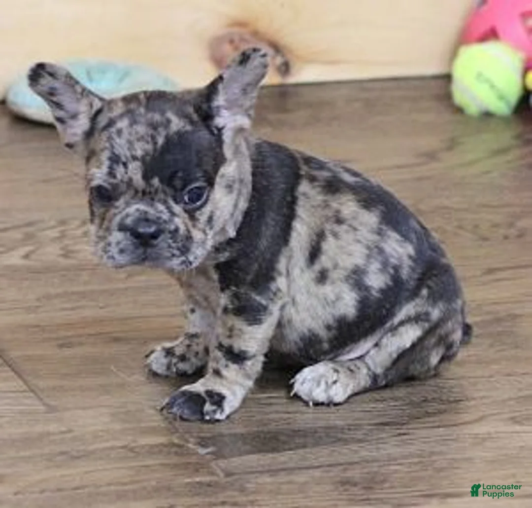 French Bulldog dogs for sale: ISSAC BLUE MERLE - Ad 6