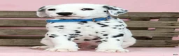 Dalmatian dogs for sale: Brandon - Ad 2