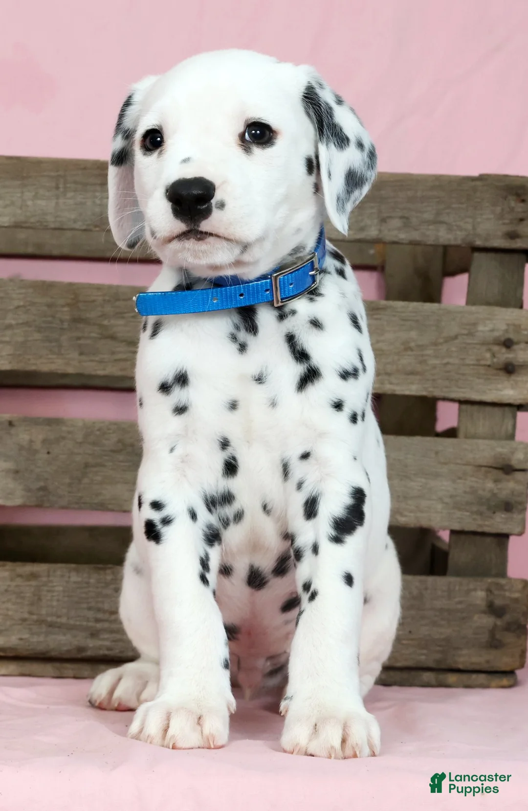 Dalmatian dogs for sale: Brandon - Ad 2