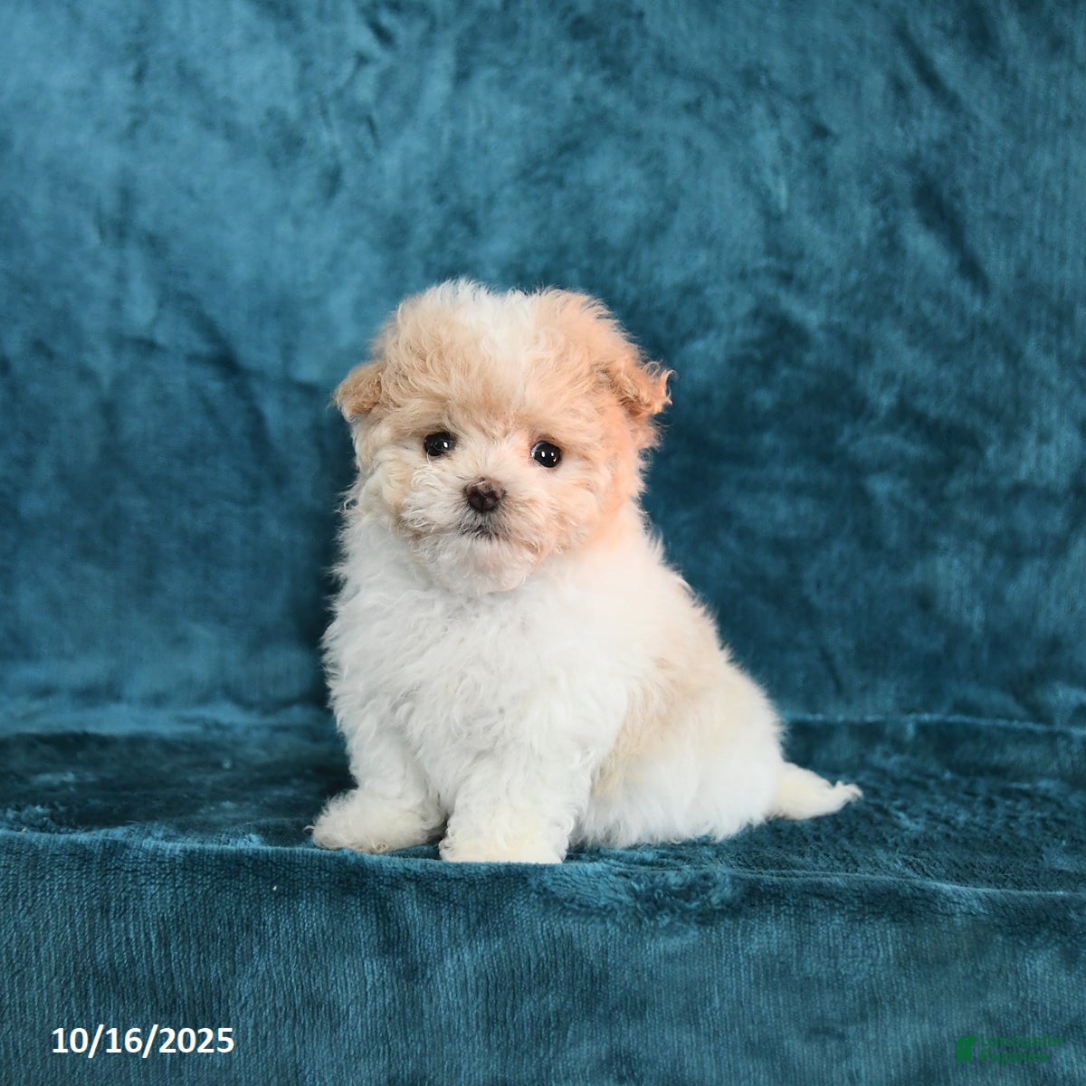 Tiny Maltipoo Puppies for sale Lancaster Puppies