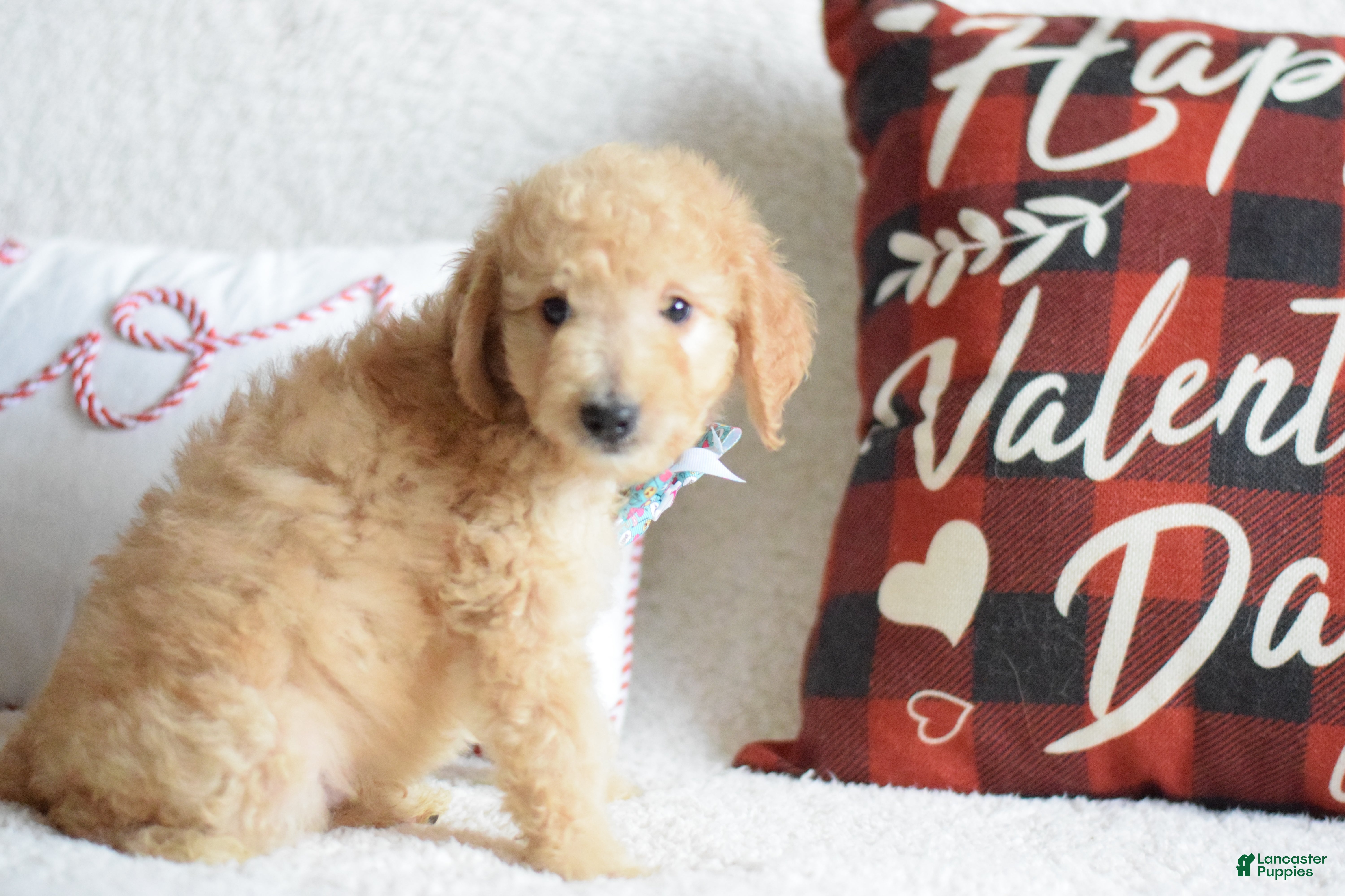 Goldendoodle dogs Goldendoodle Puppy 6 - Ad 2