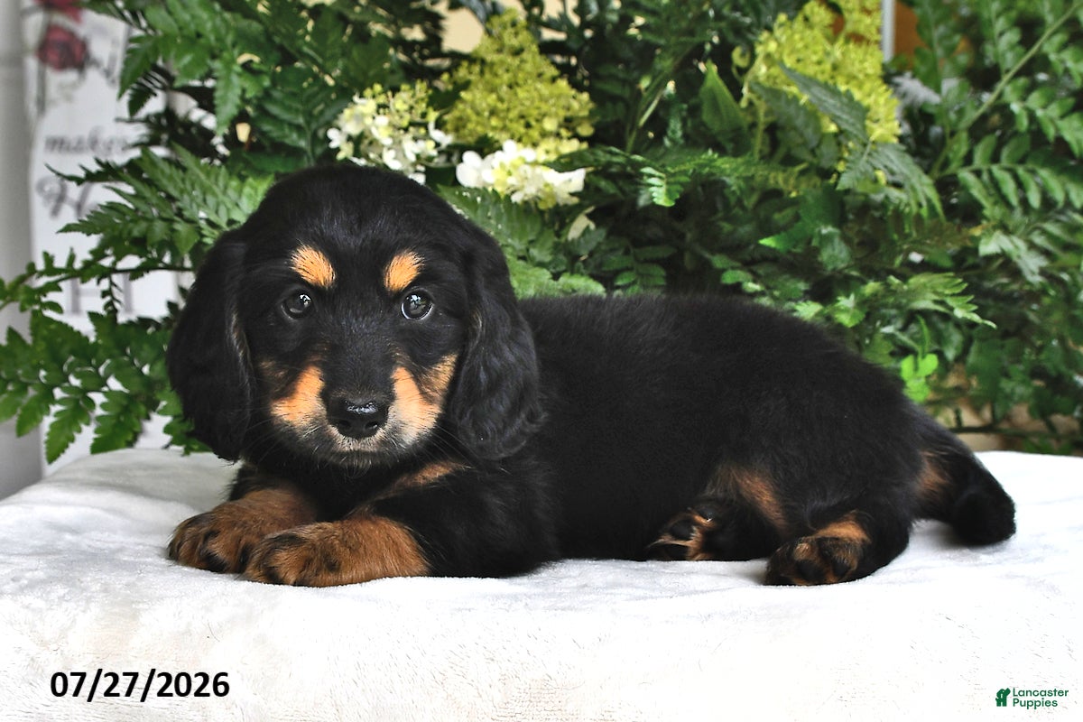 Miniature Dachshund dogs Smokey - Ad 1