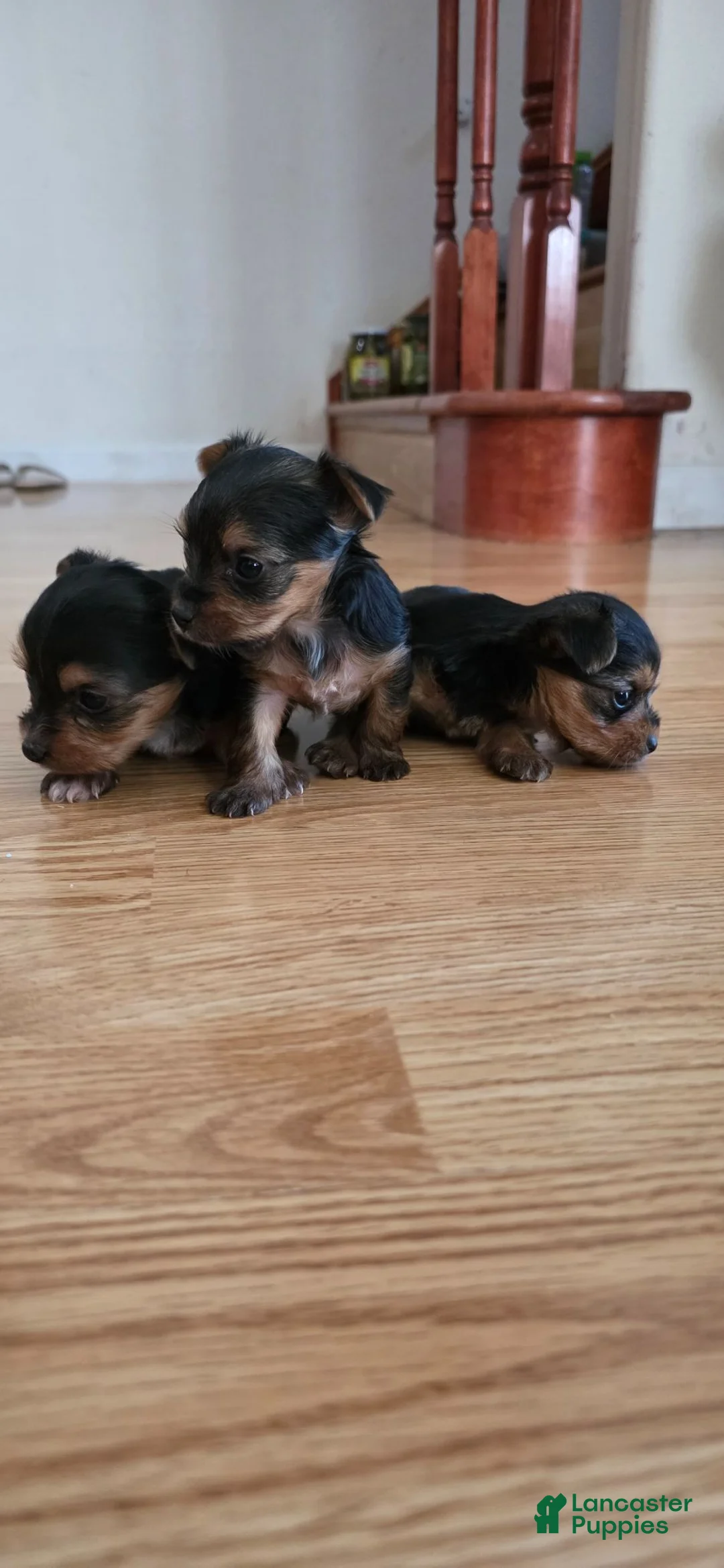Yorkshire Terrier dogs for sale: Yorkshire Terrier 2 - Ad 14
