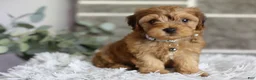 Yorkiepoo dogs for sale: Reggie - Ad 4
