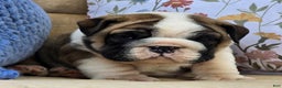English Bulldog dogs for sale: Bubbles - Ad 2