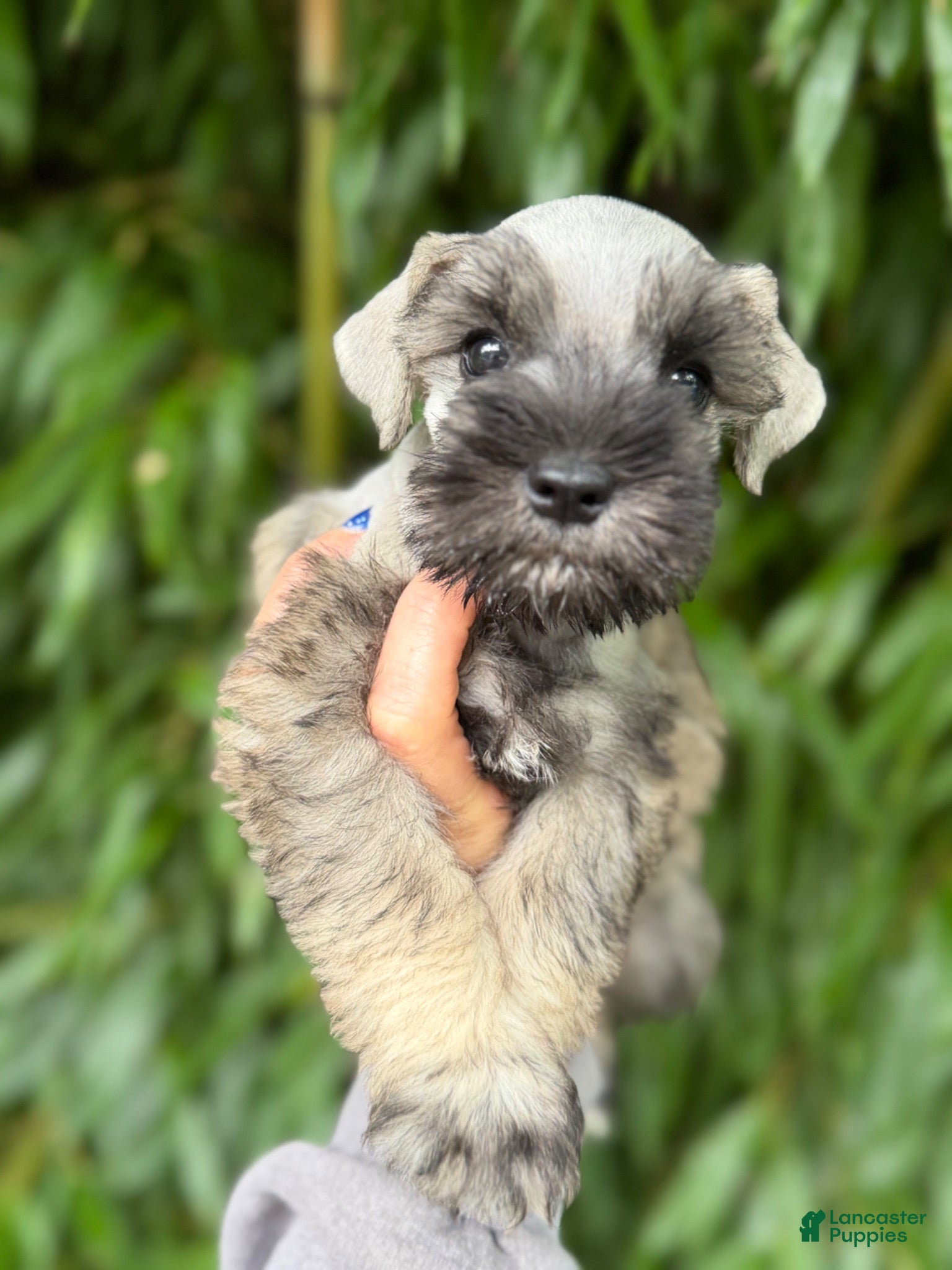Miniature Schnauzer dogs Miniature Schnauzer 6 - Ad 29