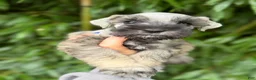 Miniature Schnauzer dogs for sale: Miniature Schnauzer 6 - Ad 1