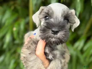 Miniature Schnauzer dogs Miniature Schnauzer 6 - Ad 18