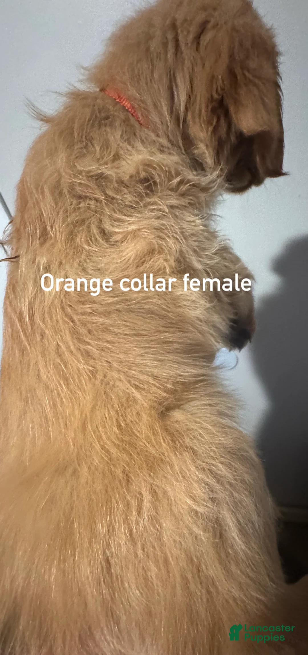 Golden Retriever dogs for sale: Orange collar Golden Retriever 9 - Ad 2