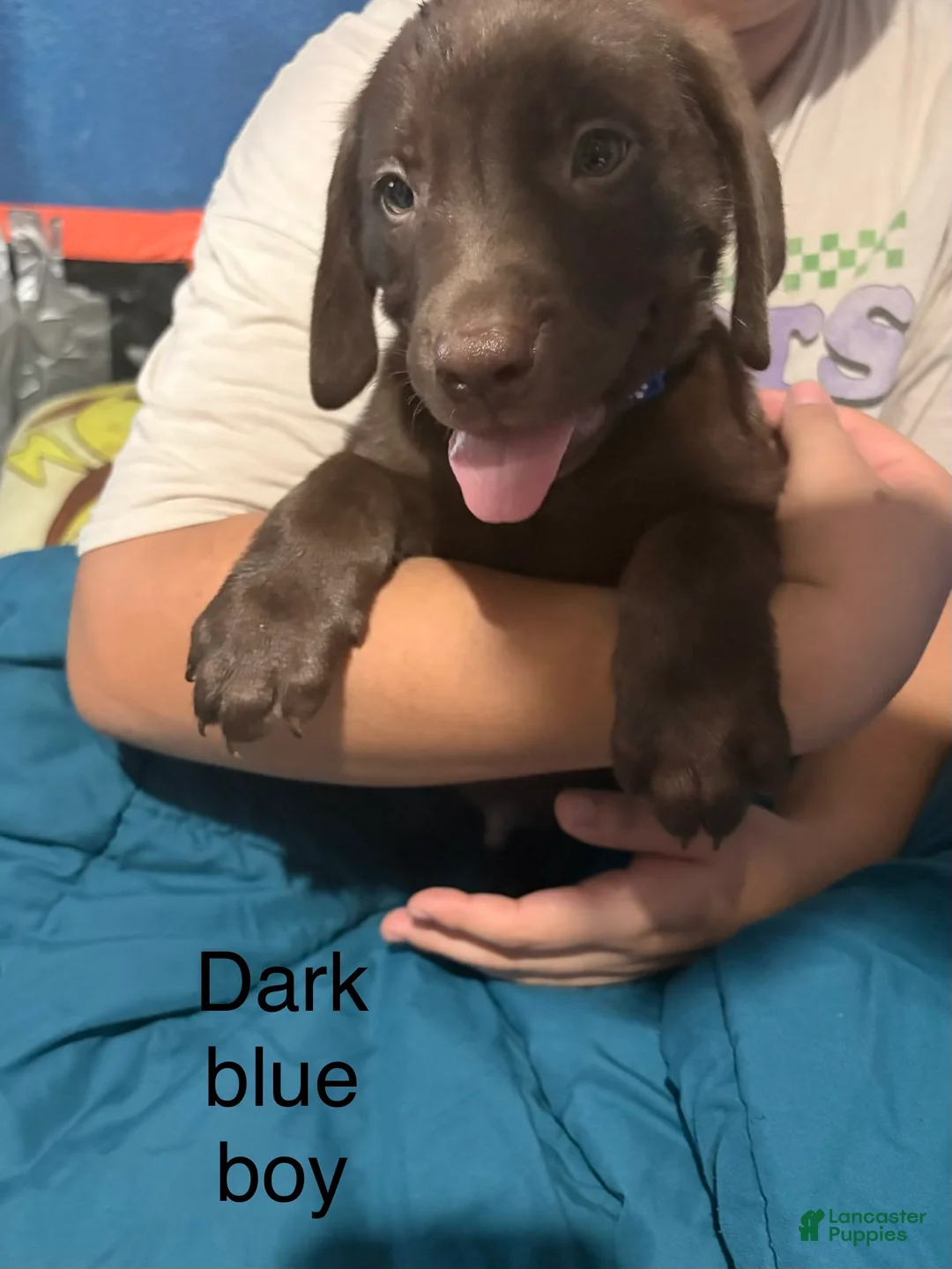 Labrador Retriever dogs for sale: Labrador Retriever 4 - Ad 1