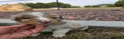 Australian Shepherd dogs for sale: Rolex Red Merle - Ad 3