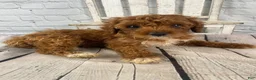 Cavapoo dogs for sale: Rosie - Ad 3