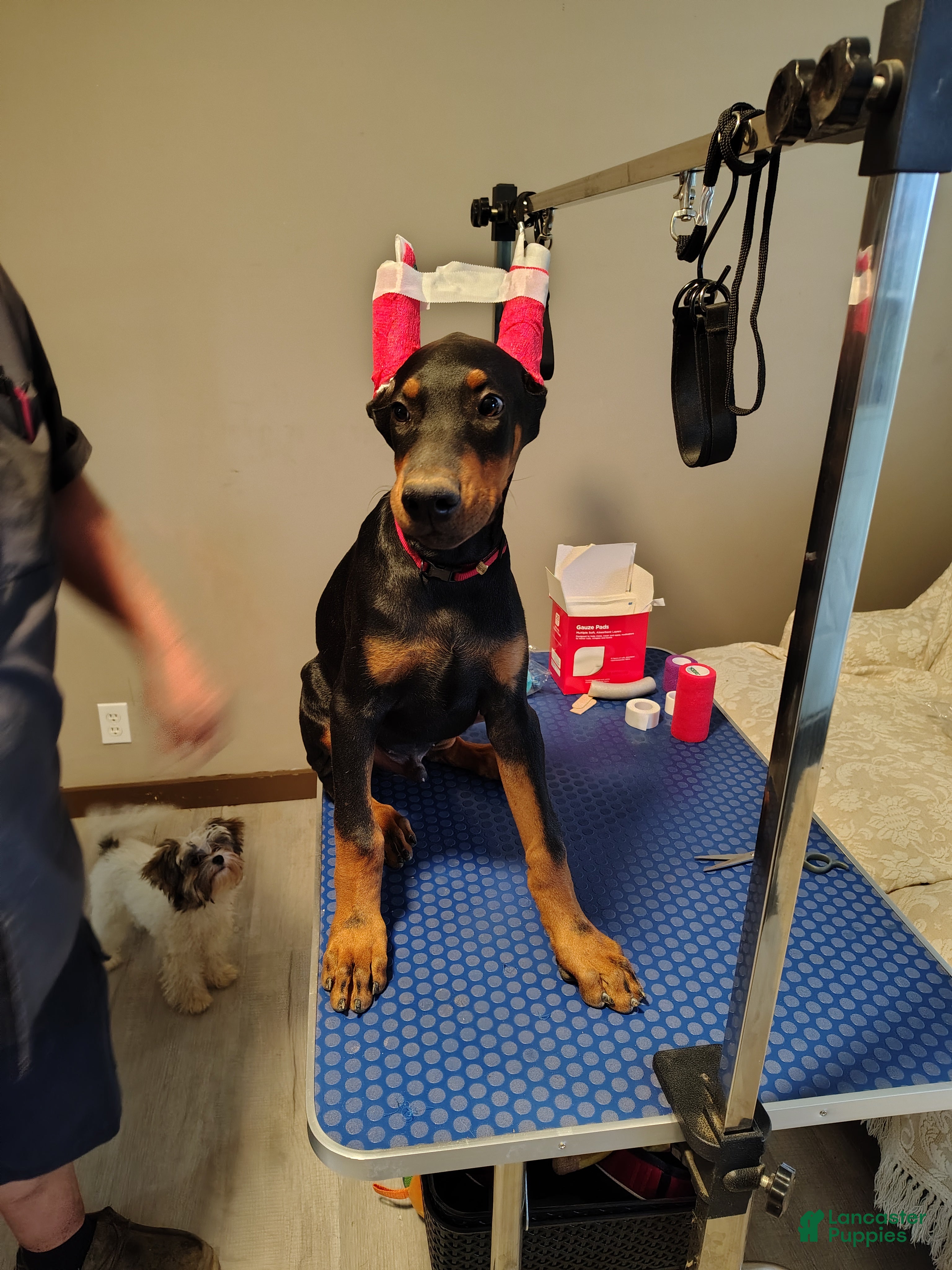 Dobermann