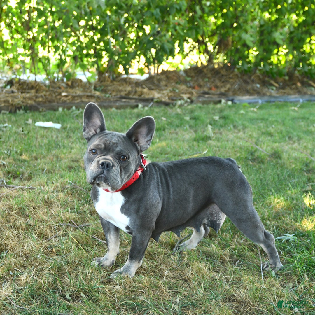 French Bulldog dogs for sale: Smokey - Ad 21