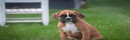 Boxer dogs for sale: Aurora - Ad 9