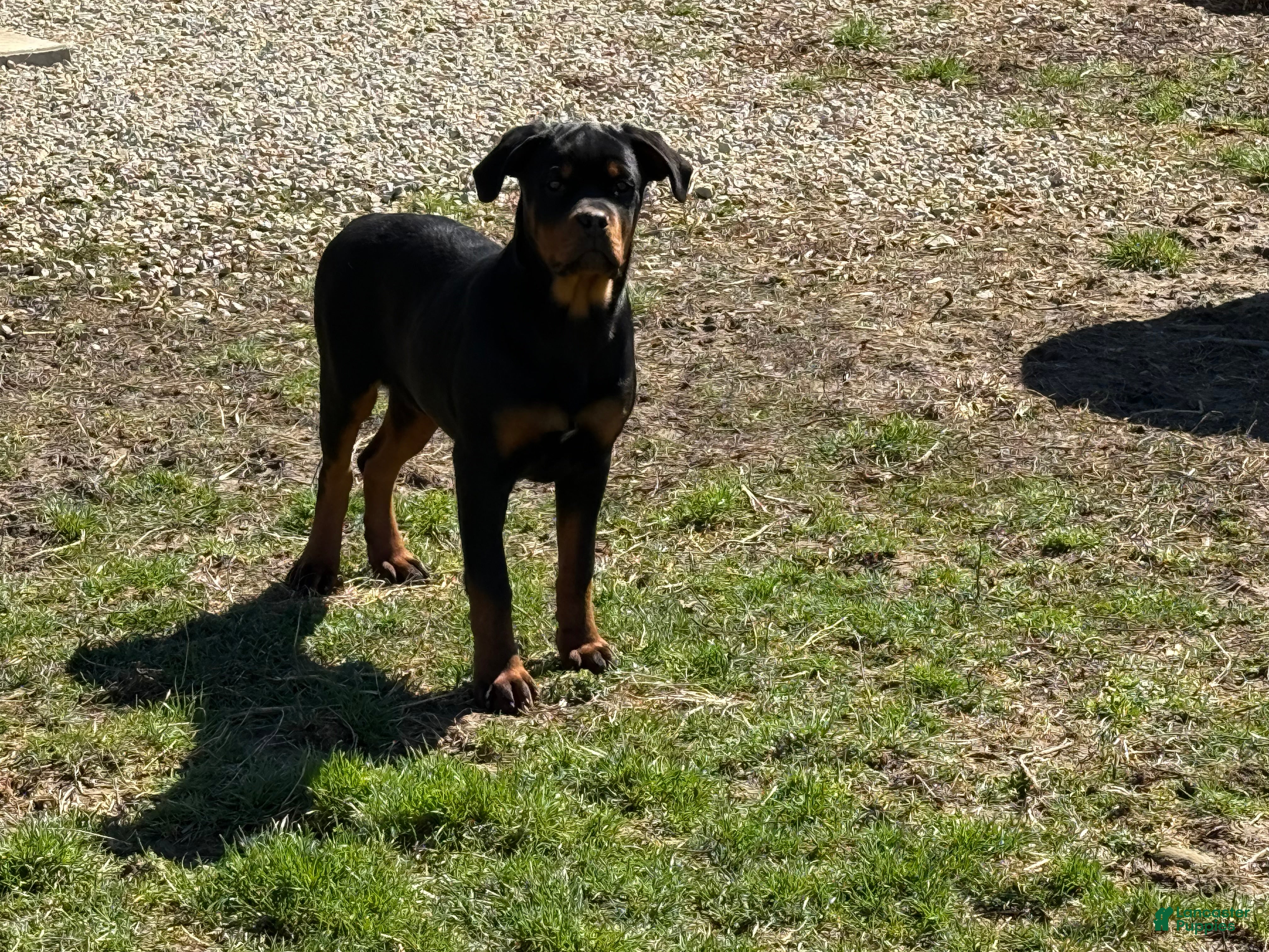 Rottweiler dogs Wendy - Ad 1