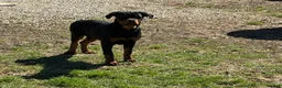 Rottweiler dogs for sale: Wendy - Ad 1
