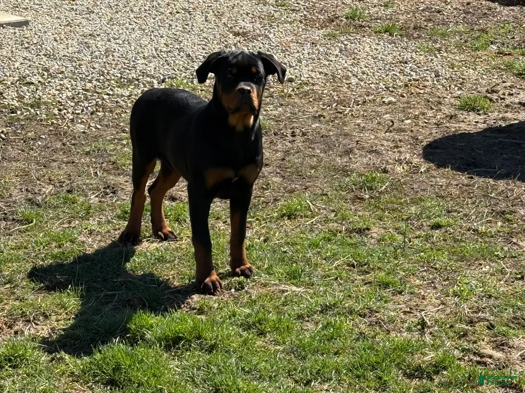 Rottweiler dogs for sale: Wendy - Ad 1