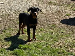 Rottweiler dogs for sale: Wendy - Ad 1