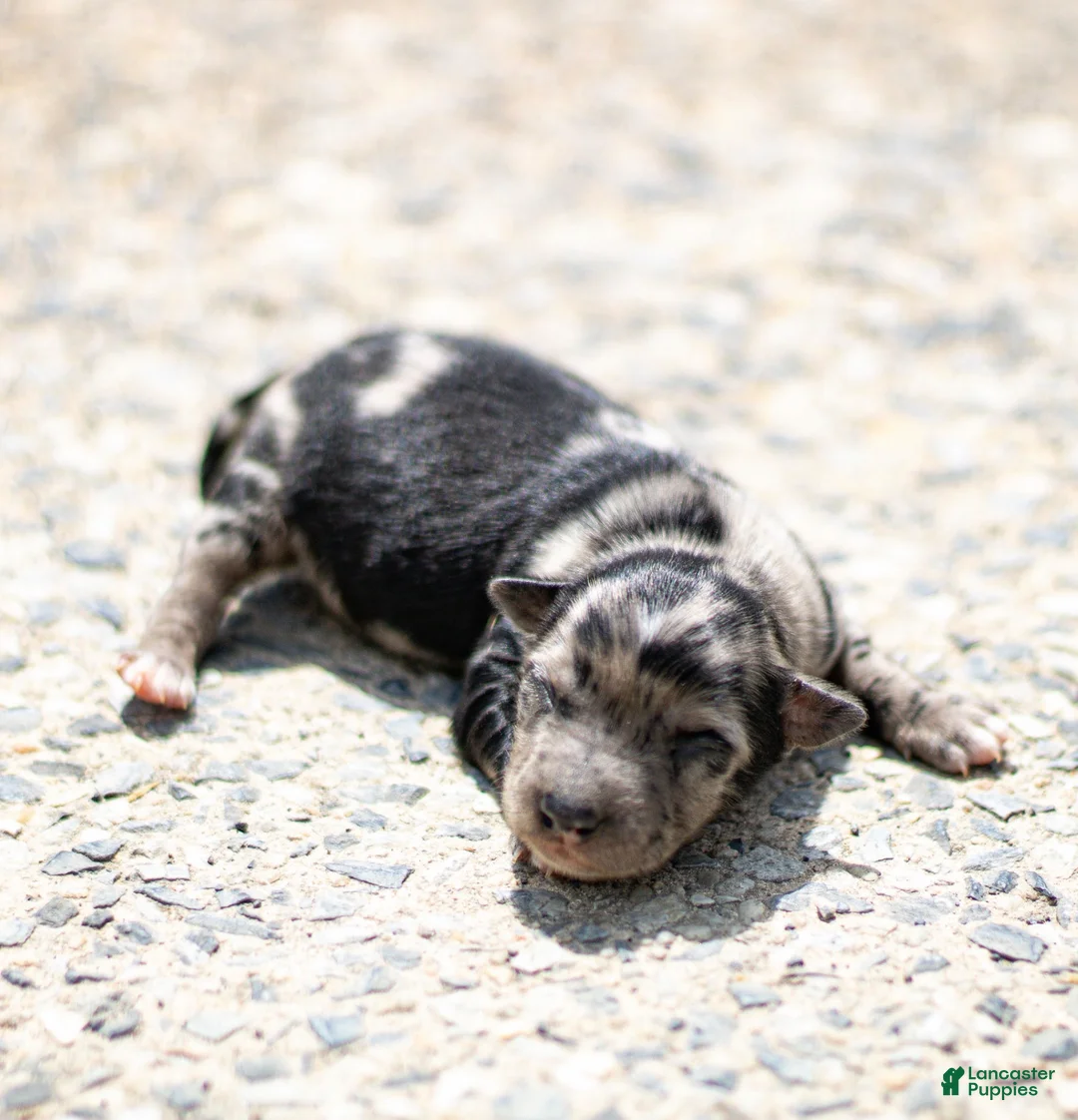 Chihuahua dogs for sale: Ryder Chihuahua Puppy  - Ad 2