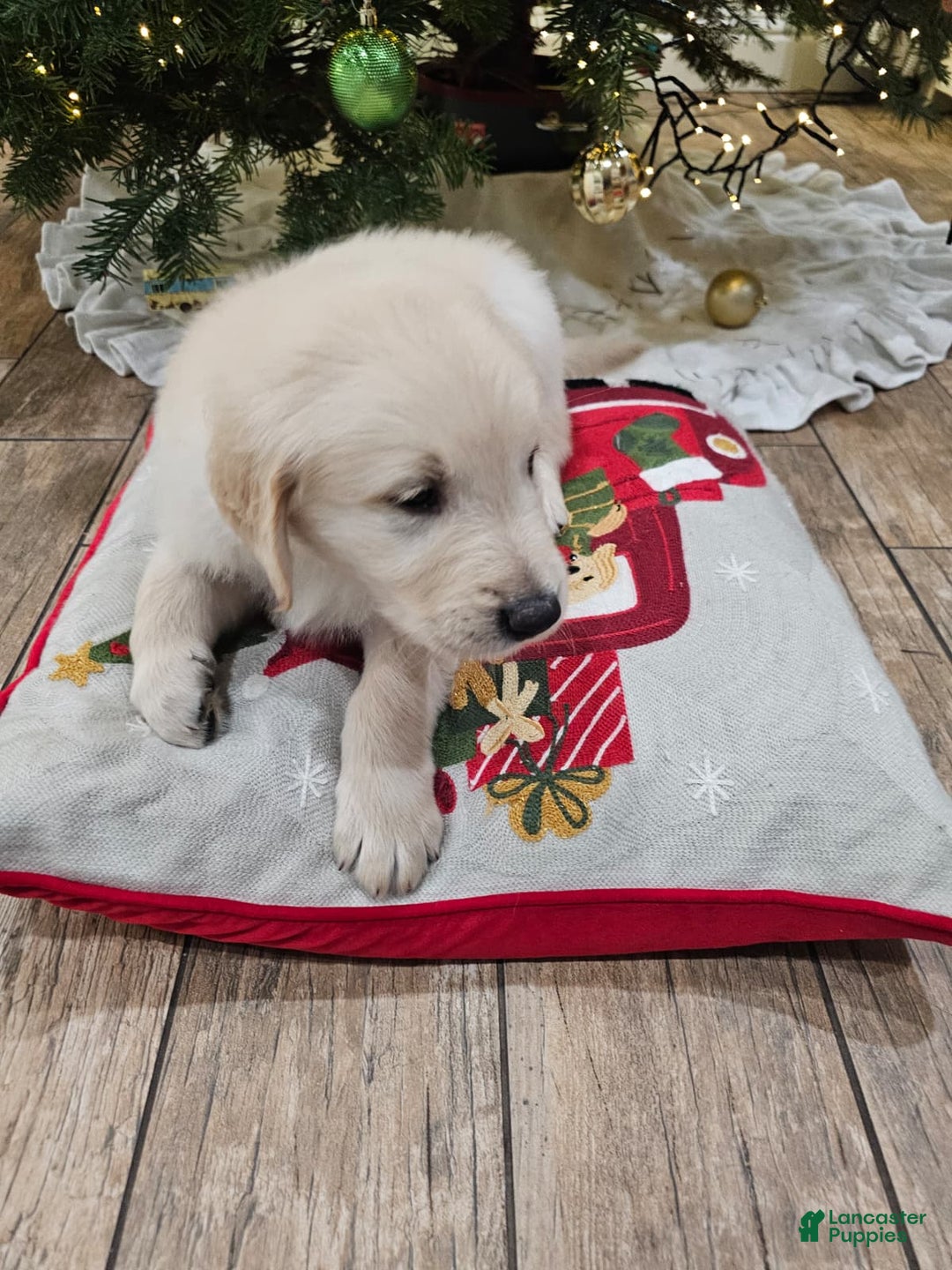 Golden Retriever dogs for sale: Golden Retriever Puppy 1 - Ad 3