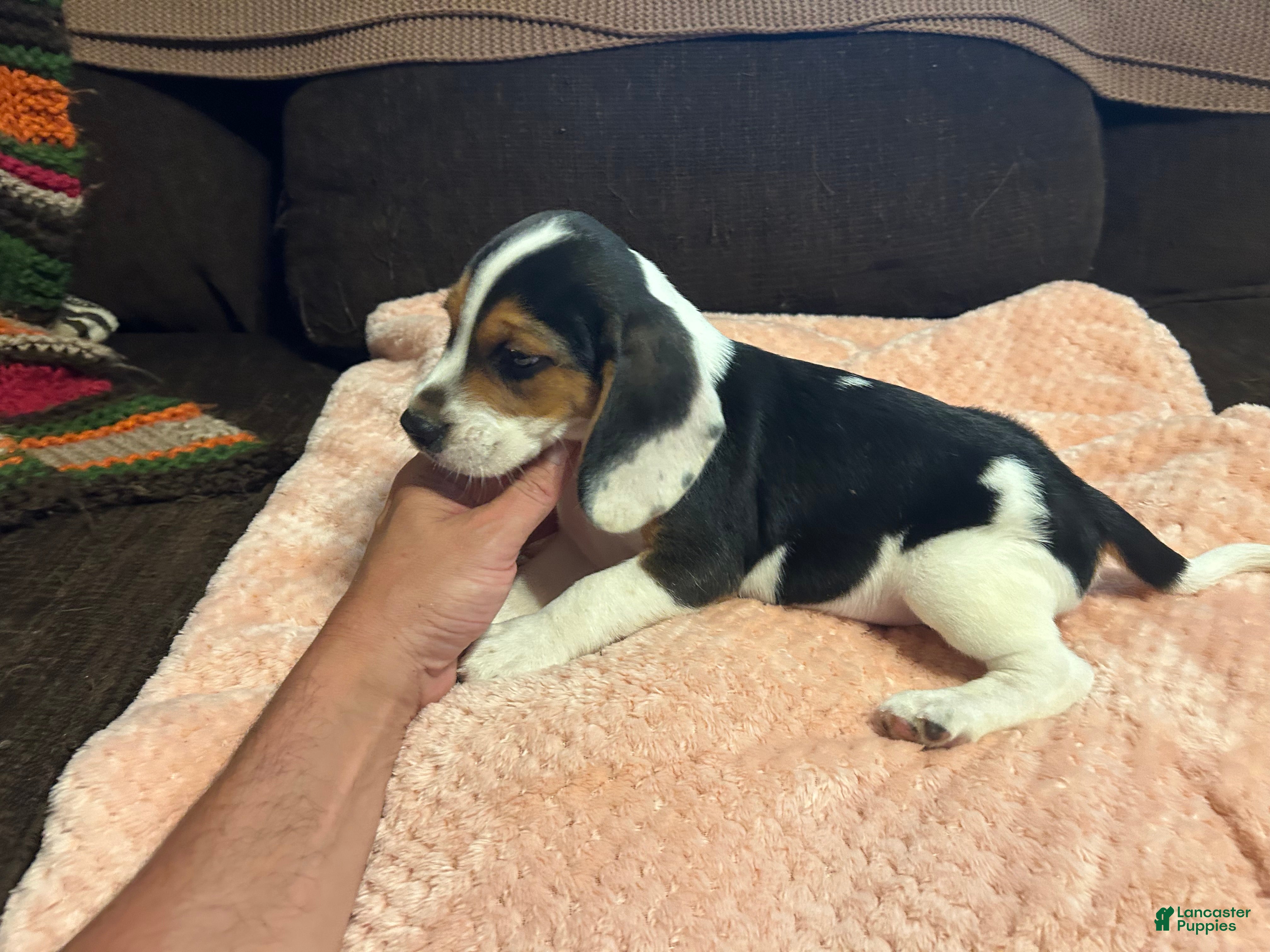 Beagle dogs for sale: Beagle 3 - Ad 3