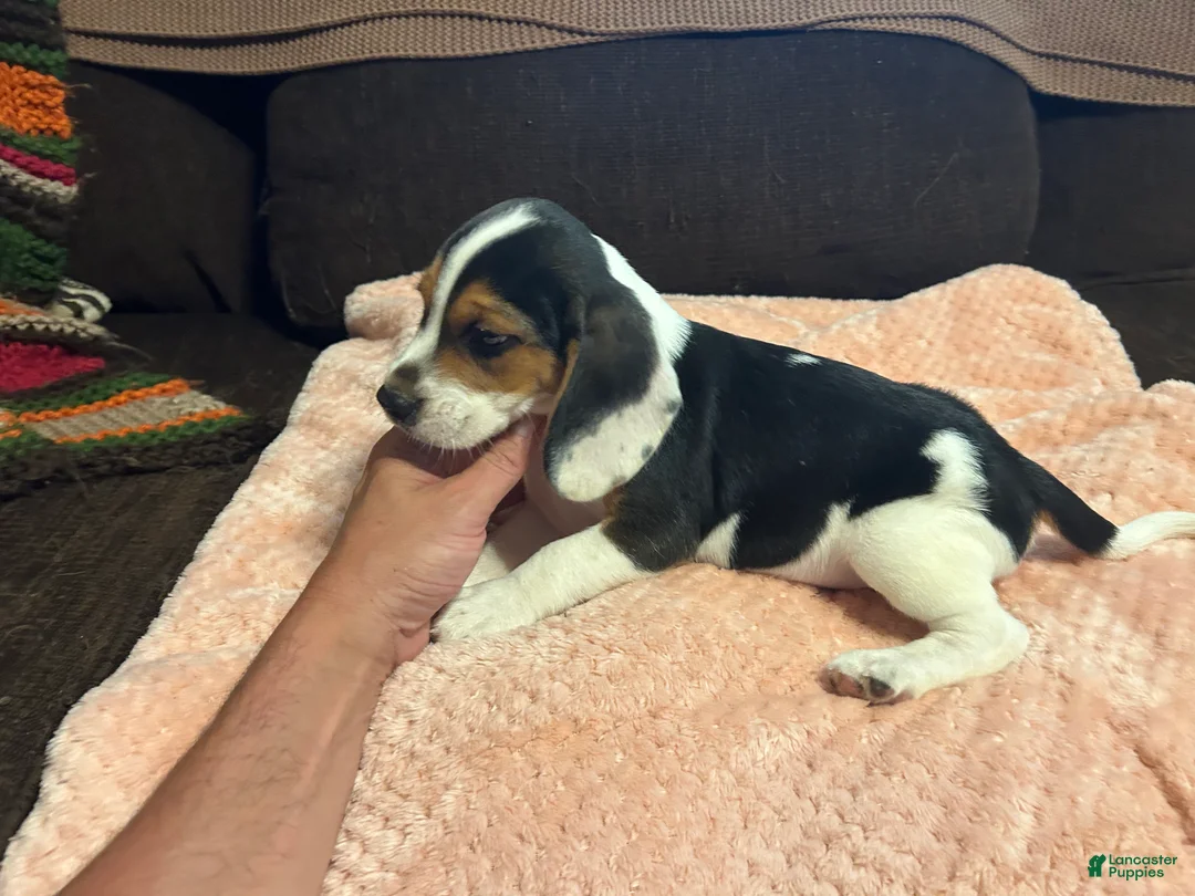 Beagle dogs for sale: Beagle 3 - Ad 1