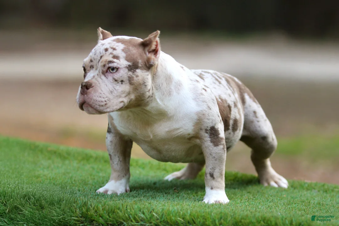American Bully dogs for sale: Chocolate Tri Merle Female - Ad 2