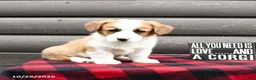 Welsh Corgi Pembroke dogs for sale: Mylon - Ad 3