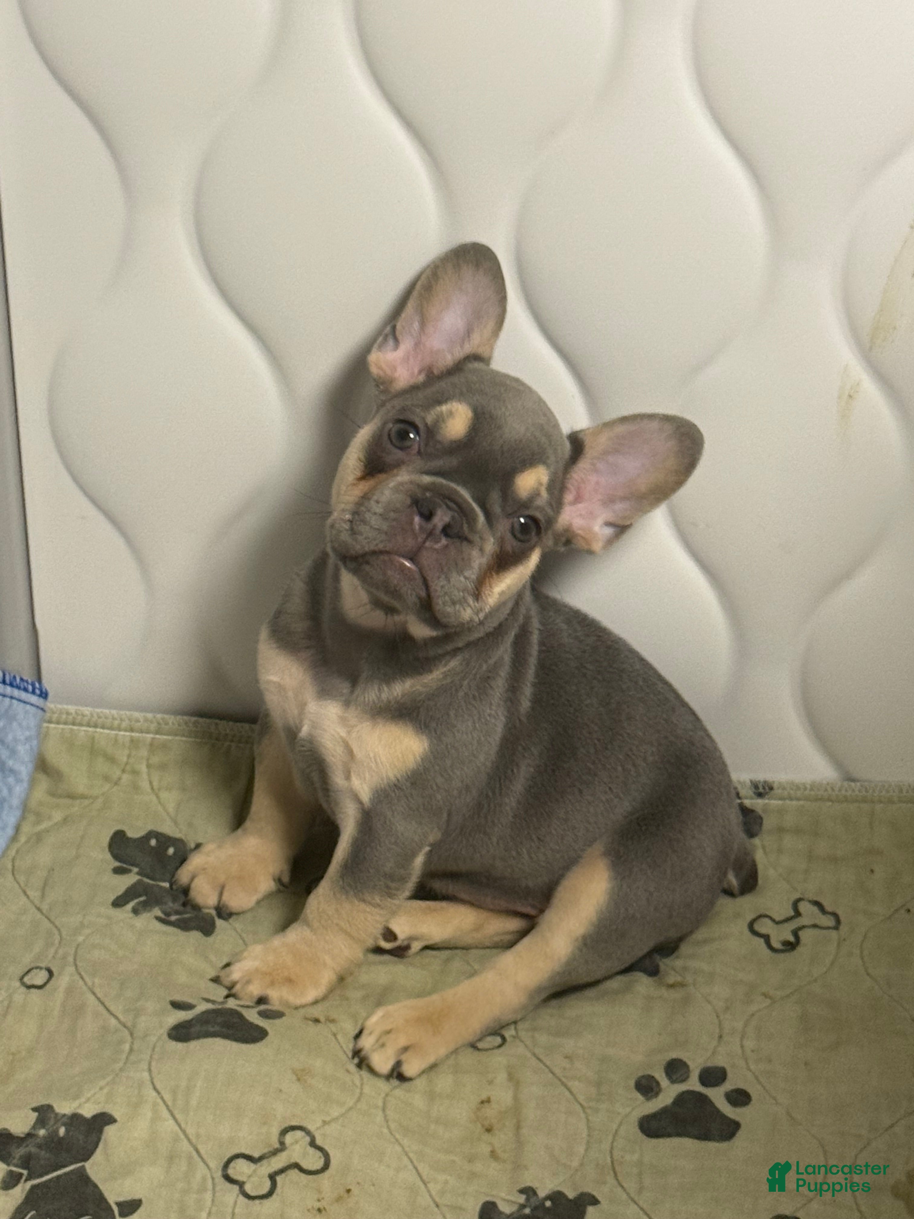 French Bulldog dogs French Bulldog Puppy 6 - Ad 17
