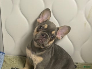 French Bulldog dogs French Bulldog Puppy 6 - Ad 35
