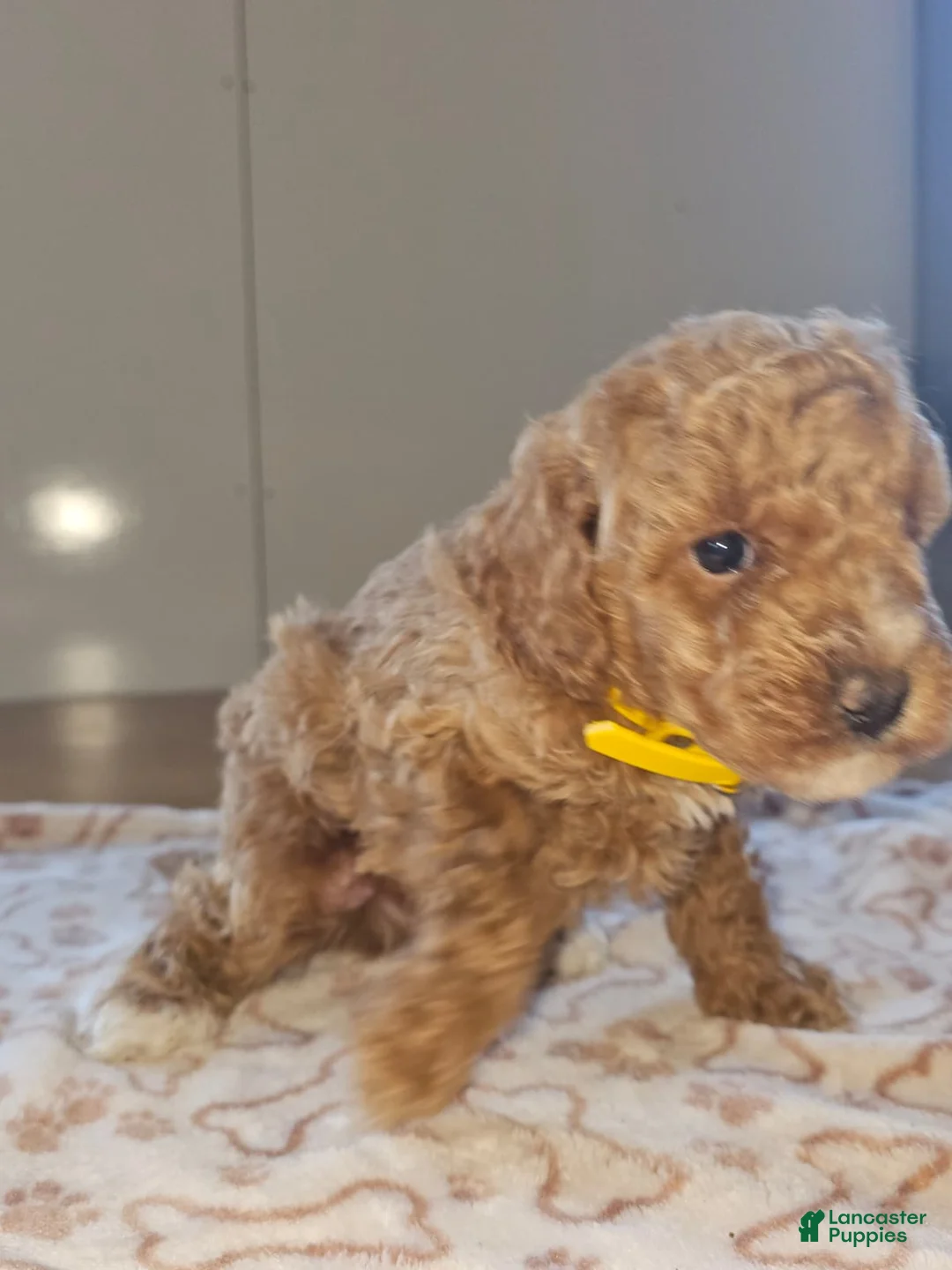 Miniature Poodle dogs for sale: PIERRE  - Ad 4