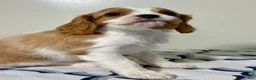 Cavalier King Charles Spaniel dogs for sale: Ollie Cavalier King Charles Spaniel  - Ad 21
