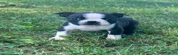 Boston Terrier dogs for sale: Utah - Ad 6