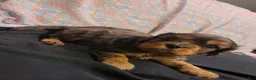 Cavalier King Charles Spaniel dogs for sale: Damon - Ad 6