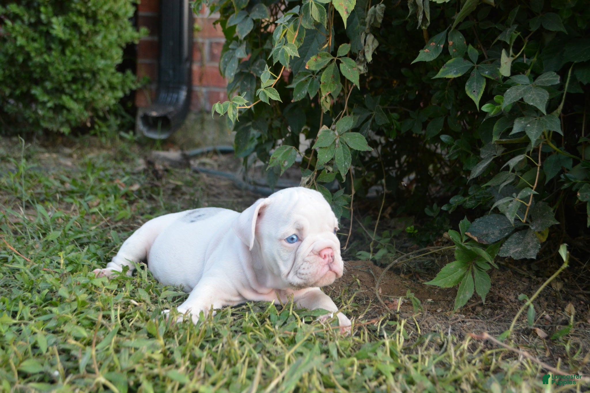 English Bulldog dogs Skye - Ad 1
