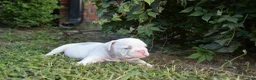 English Bulldog dogs for sale: Skye - Ad 1