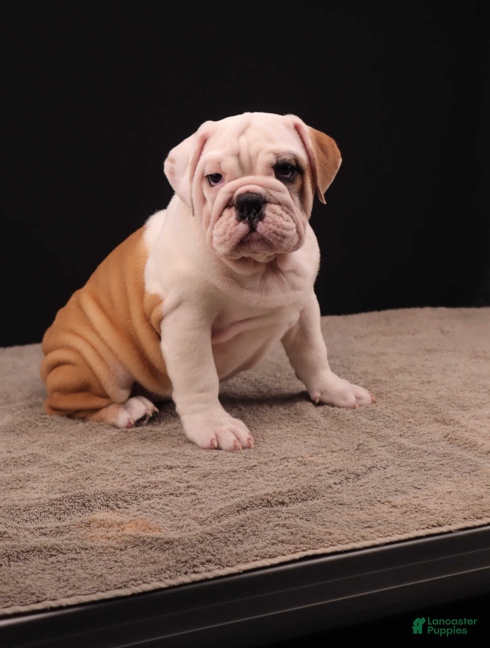 English Bulldog dogs Sally  - Ad 1
