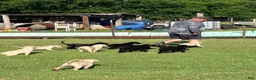 Labrador Retriever dogs for sale: Labrador Retriever 8 - Ad 10