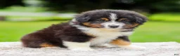 Miniature Australian Shepherd dogs for sale: Calvin - Ad 5
