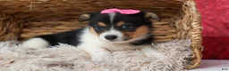Welsh Corgi Pembroke dogs for sale: Annabelle🎀 - Ad 6