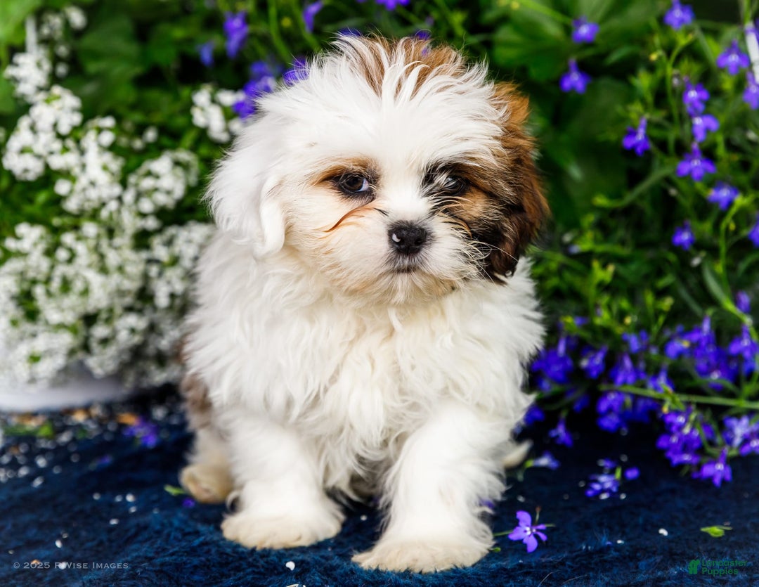Shih Tzu dogs for sale: Jude - Ad 28